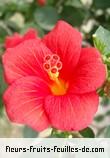 Fleurs-Fruits-Feuilles de hibiscus boryanus