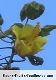 Fleurs-Fruits-Feuilles de hibiscus columnaris