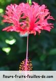 Fleurs-Fruits-Feuilles de hibiscus schizopetalus
