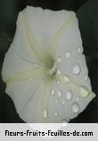 Fleurs-Fruits-Feuilles d'ipomoea alba