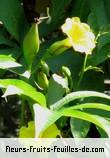 Fleurs-Fruits-Feuilles d'ipomoea tuberosa