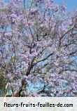 Fleurs-Fruits-Feuilles de jacaranda mimosifolia