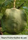 Fruit de jacaranda mimosifolia