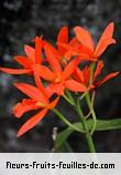 Fleurs de laeliocattleya chit_chat_tangerine