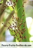 Fleurs-Fruits-Feuilles de machaerina iridifolia