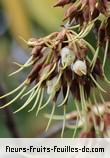 Fleurs-Fruits-Feuilles de madhuca longifolia