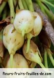 fruits de madhuca longifolia