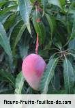 Fleurs-Fruits-Feuilles de mangifera indica