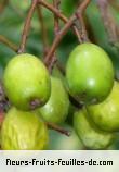 fruits de melia azedarach