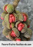 Fleurs-Fruits-Feuilles de michelia champaca