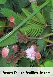 Fleurs-Fruits-Feuilles de mimosa pudica