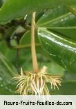 Fleurs de mimusops coriacea