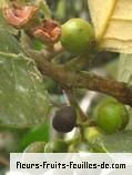 fruits de monimia rotundifolia