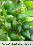 fruits de murraya paniculata