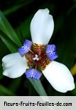 Fleurs de neomarica gracilis
