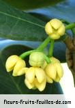 Fleurs-Fruits-Feuilles de noronhia emarginata
