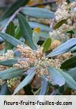 Fleurs-Fruits-Feuilles de olea lancea
