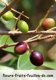 Fruit de olea lancea