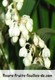 Fleurs de ophiopogon intermedius