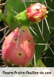 Fruit de opuntia ficus_indica