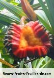 Fleurs-Fruits-Feuilles de pandanus purpurescens