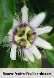 Fleurs-Fruits-Feuilles de passiflora edulis