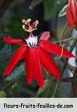 Fleurs-Fruits-Feuilles de passiflora miniata