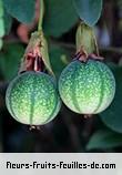 fruits de passiflora miniata