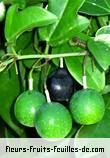 fruits de passiflora suberosa
