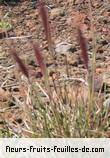 Fleurs-Fruits-Feuilles de pennisetum caffrum