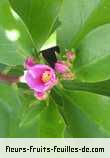 Fleurs de pereskia grandifolia
