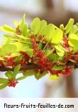 Fleurs-Fruits-Feuilles de phyllanthus casticum
