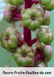 fruits de phytolacca americana