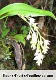 Fleurs-Fruits-Feuilles de polystachya cultriformis