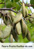 Fleurs-Fruits-Feuilles de pongamia pinnata