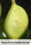 Fruit de pongamia pinnata