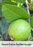 Fleurs-Fruits-Feuilles de psidium guajava