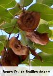 Fleurs-Fruits-Feuilles de pterocarpus indicus