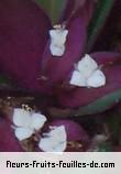 Fleurs de rhoeo spathacea
