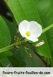 Fleurs-Fruits-Feuilles de sagittaria latifolia