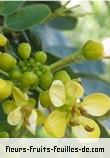 Fleurs-Fruits-Feuilles de senna siamea