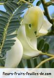 Fleurs-Fruits-Feuilles de sesbania grandiflora