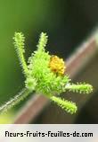 Fleurs-Fruits-Feuilles de sigesbeckia orientalis
