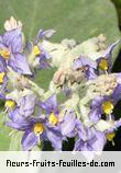 Fleurs-Fruits-Feuilles de solanum auriculanum