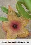 Fleurs-Fruits-Feuilles de stapelia species