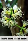Fleurs-Fruits-Feuilles de syzygium cumini