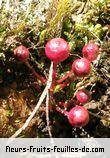 Fleurs-Fruits-Feuilles de syzygium cymosum