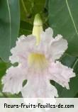 Fleurs de tabebuia rosea