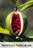 Fruit de tabernaemontana persicariifolia