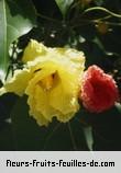 Fleurs-Fruits-Feuilles de thespesia populnea